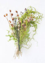 Load image into Gallery viewer, Dried Trailing Greens Creeping Cedar Vine
