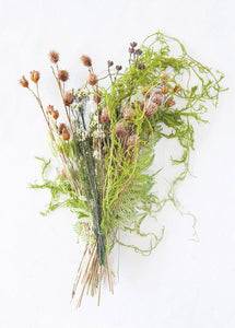 Dried Trailing Greens Creeping Cedar Vine