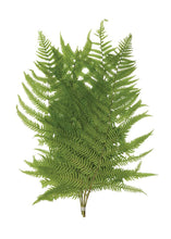 Load image into Gallery viewer, Pack of 5 - Preserved Ferns
