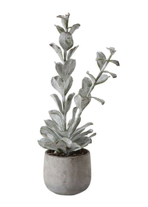Artificial Succulent Plant in Cement Pot - 23.5"