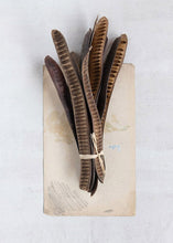 Load image into Gallery viewer, Pack of 10 -  Brown Dried Gulmohar Fruit Pods 21"
