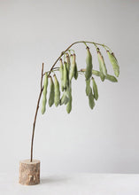 Load image into Gallery viewer, Fake Hanging Green Bean Pods Branch - 36&quot;
