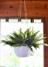 Load image into Gallery viewer, Artificial Boston Fern Bush in Green - 19&quot; - Artificial Plant
