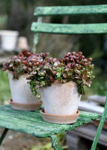 Load image into Gallery viewer, Smooth Washed Pink Terracotta Clay Planter - 5" Tall x 5.5" Wide with Drainage
