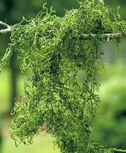 Load image into Gallery viewer, Preserved Spanish Moss in Green - 1 lb Bag
