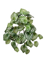 Load image into Gallery viewer, Artificial Watermelon Peperomia Plant
