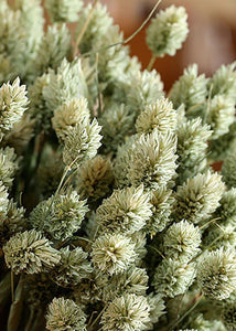 Dried Phalaris Grass