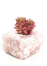 Load image into Gallery viewer, LIVE Succulent with Rose Quartz Planter - Ships Alone
