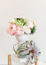 Load image into Gallery viewer, Silk Garden Cabbage Rose in Pastel Peach Pink - 23" Tall

