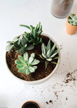 Load image into Gallery viewer, LIVE Unique Succulents Collection - Pack of 12 - Ships Alone
