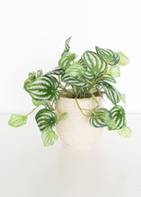Load image into Gallery viewer, Set of 2 - Blush Terrazzo Flower Pots
